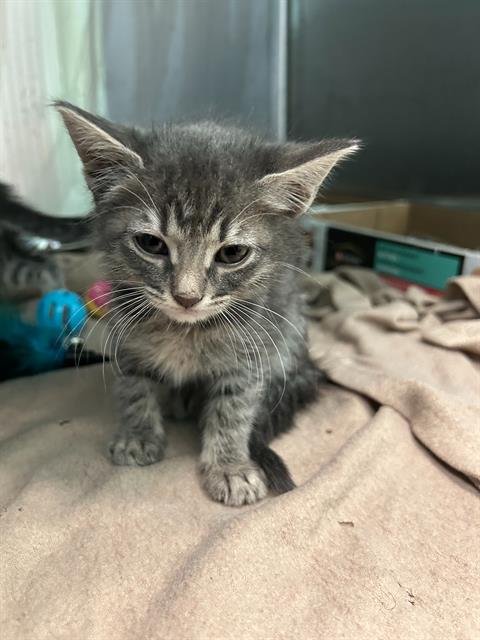 HALLIE - Domestic Short Hair available for adoption