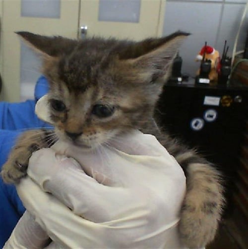MOON - Domestic Short Hair available for adoption