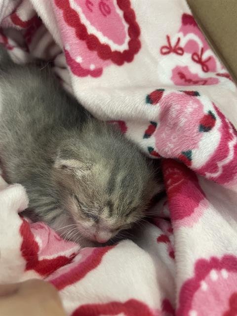 BUTERCUP - Domestic Short Hair available for adoption