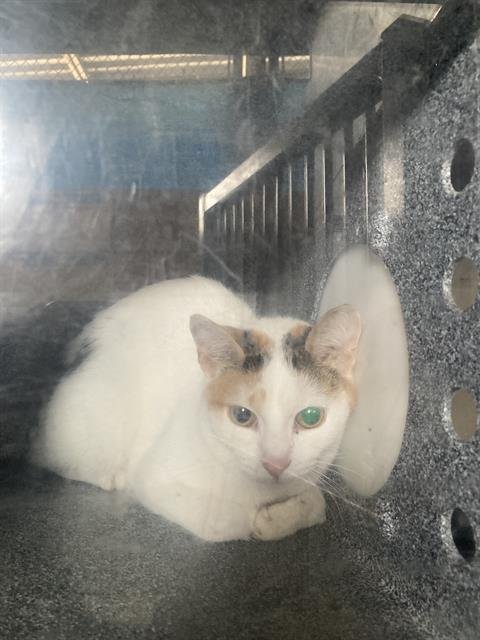 FIONA - Domestic Short Hair available for adoption