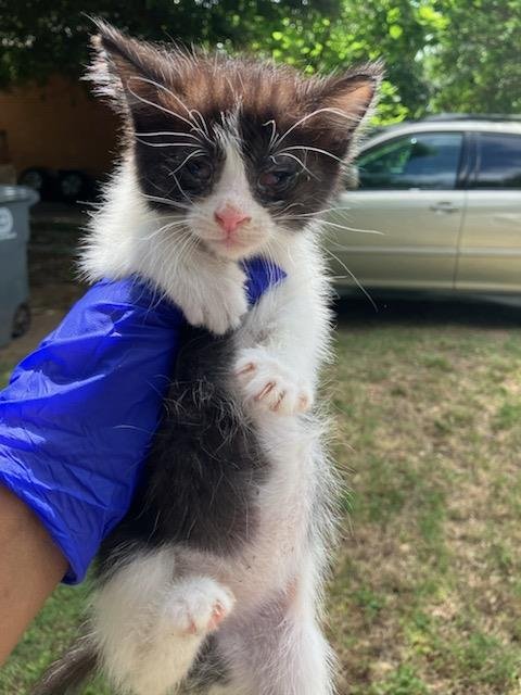 KUROMI - Domestic Medium Hair available for adoption