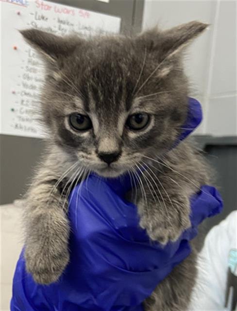 PADME - Domestic Short Hair available for adoption