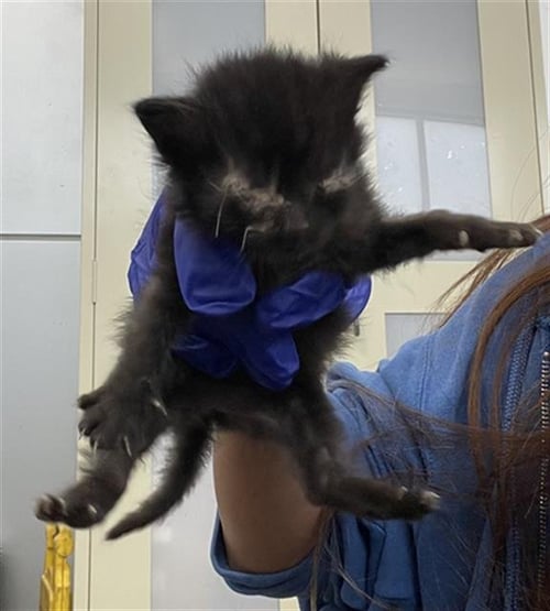 ROXY - Domestic Short Hair available for adoption