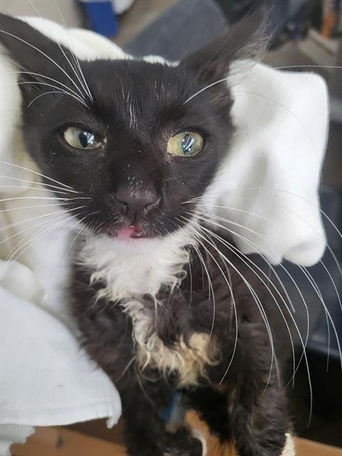 ESPRESSO - Domestic Long Hair available for adoption