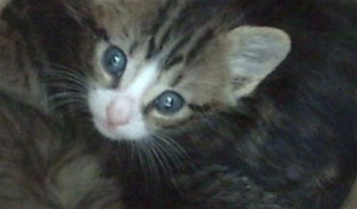 JALAPENO - Domestic Medium Hair available for adoption