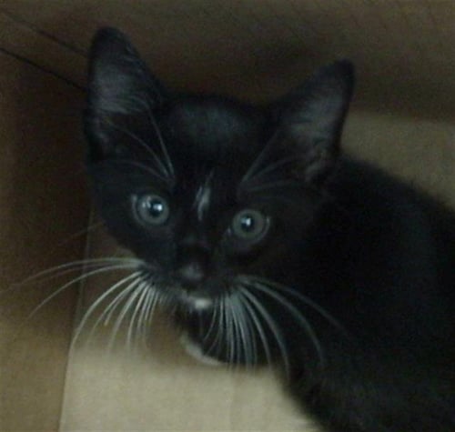 MATEO - Domestic Long Hair available for adoption