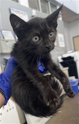 IVY - Domestic Short Hair available for adoption