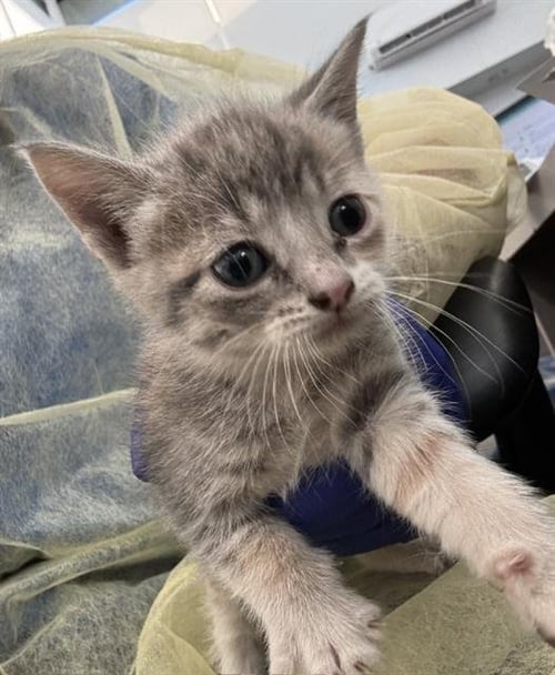 ASH - Domestic Short Hair available for adoption