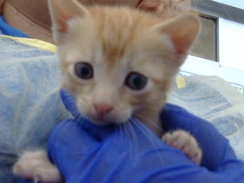 STRAWBERRY - Domestic Medium Hair available for adoption