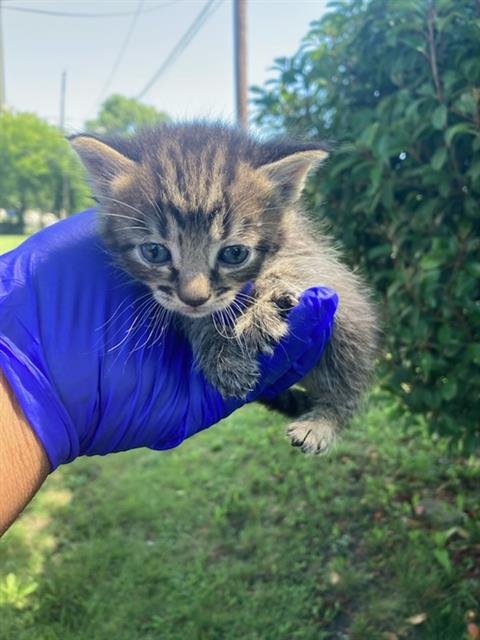 PERSIA - Domestic Short Hair available for adoption
