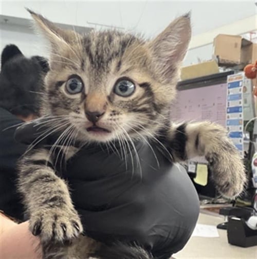 MERLIN - Domestic Short Hair available for adoption