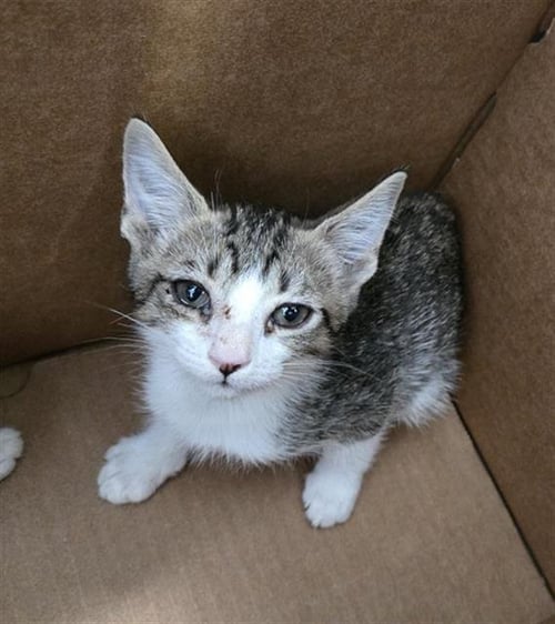 CANNOLI - Domestic Short Hair available for adoption