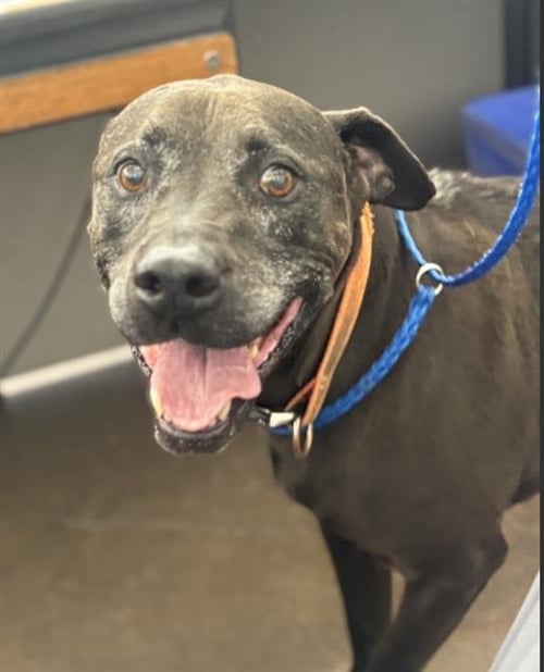 THOR - Pit Bull Terrier available for adoption