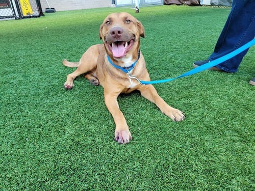 DOLLY - Rhodesian Ridgeback available for adoption