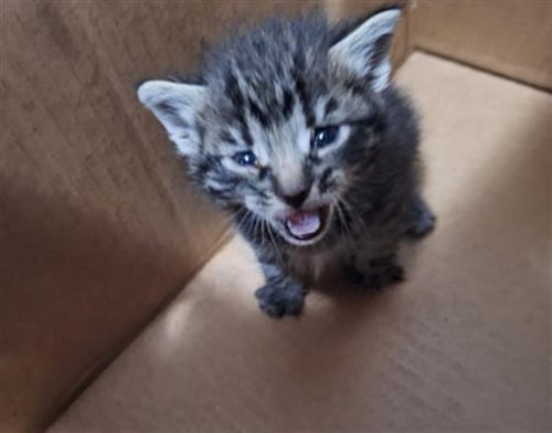 COSMO - Domestic Short Hair available for adoption