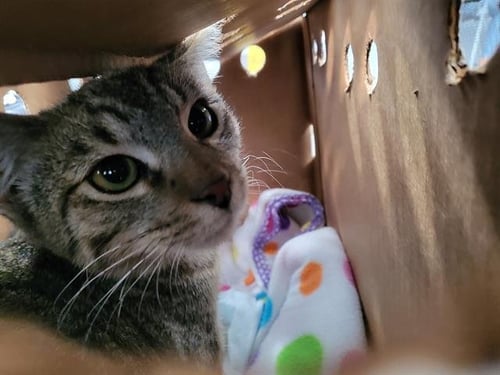 EMILY - Domestic Medium Hair available for adoption