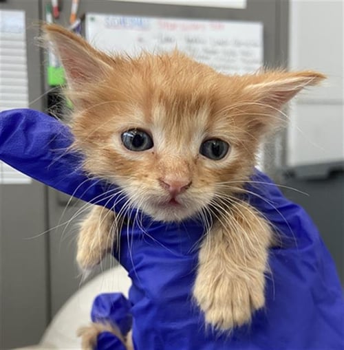 YODA - Domestic Short Hair available for adoption