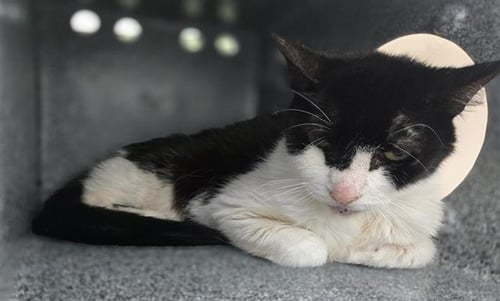 OLETA - Domestic Short Hair available for adoption