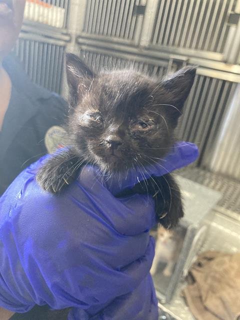 WALLY - Domestic Short Hair available for adoption