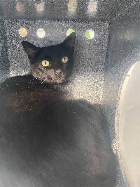 SUSHI - Domestic Short Hair available for adoption