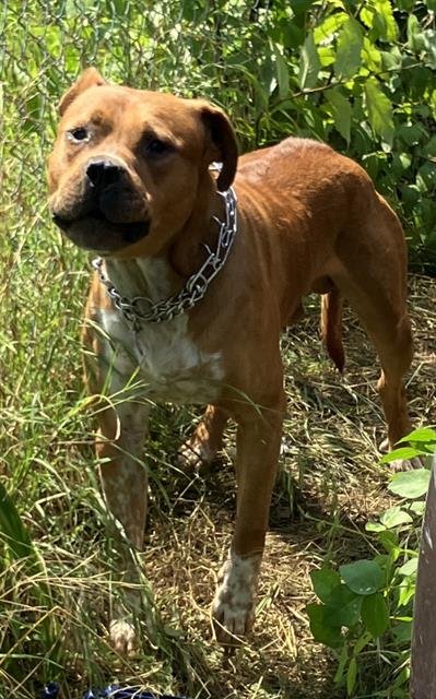 GOLIATH - Pit Bull Terrier available for adoption