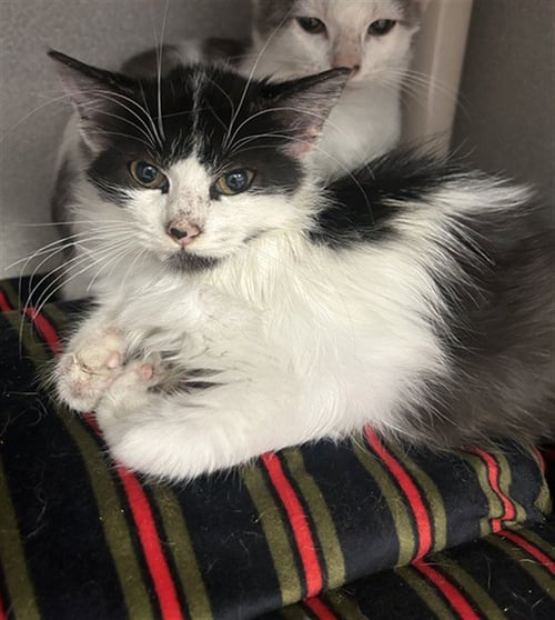 LUNA - Domestic Medium Hair available for adoption