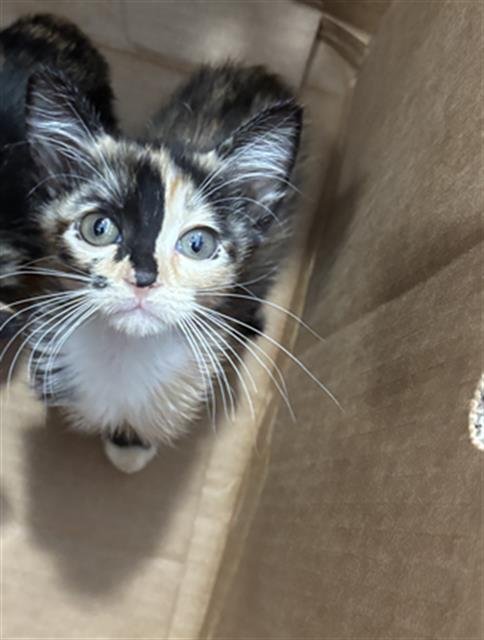 PENNY MAE - Domestic Short Hair available for adoption
