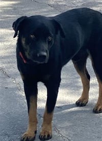 DEXTER - Photo 1