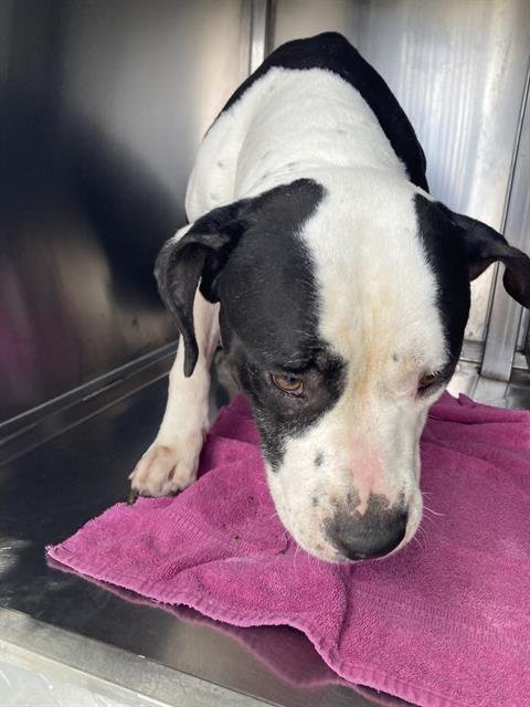 NOLA - Pit Bull Terrier available for adoption