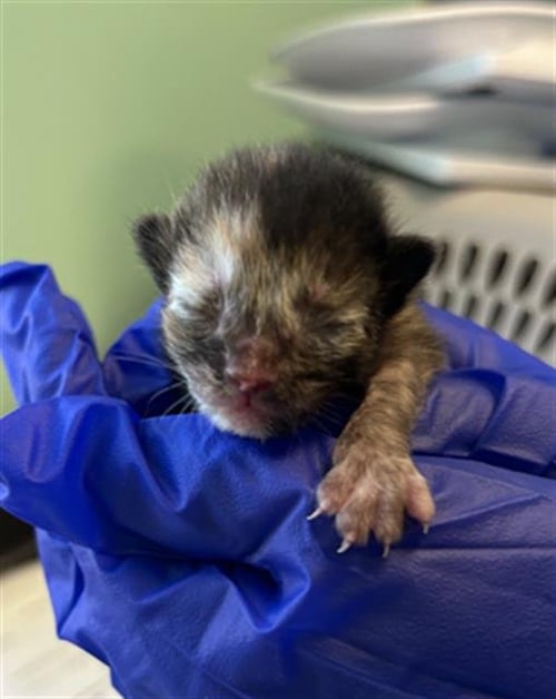 YUZU - Domestic Medium Hair for adoption in Dallas