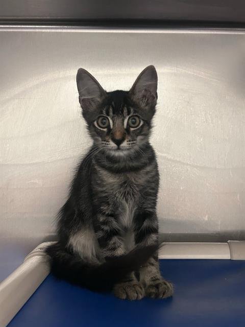 OTIS Image