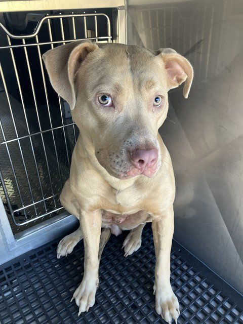 STORMY - Pit Bull Terrier available for adoption