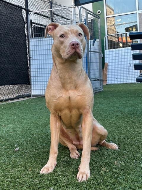 STORMY - Pit Bull Terrier available for adoption