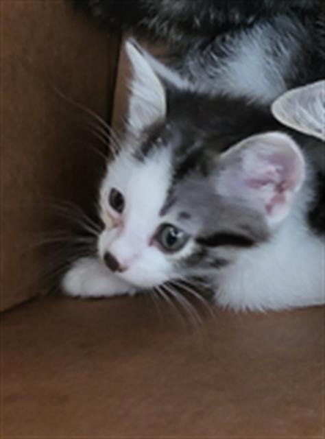 OAK - Domestic Short Hair available for adoption