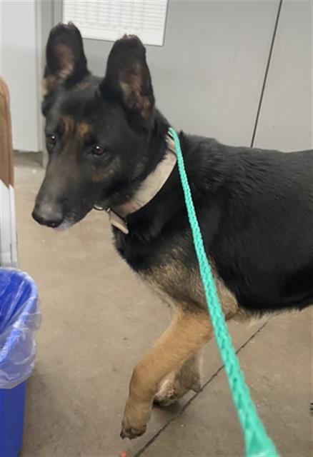 FIESTA - German Shepherd Dog available for adoption