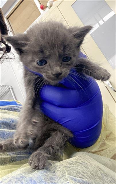 SOL - Domestic Short Hair available for adoption