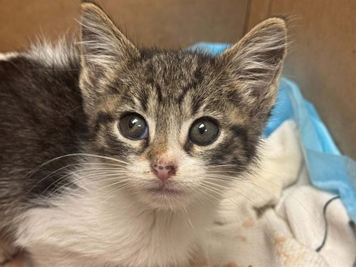 BRUCE WAYNE - Domestic Short Hair available for adoption