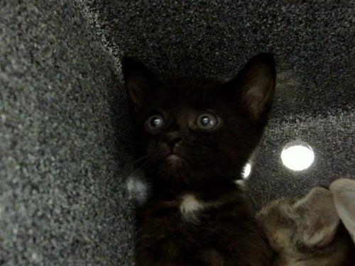 CHIEF - Domestic Short Hair available for adoption