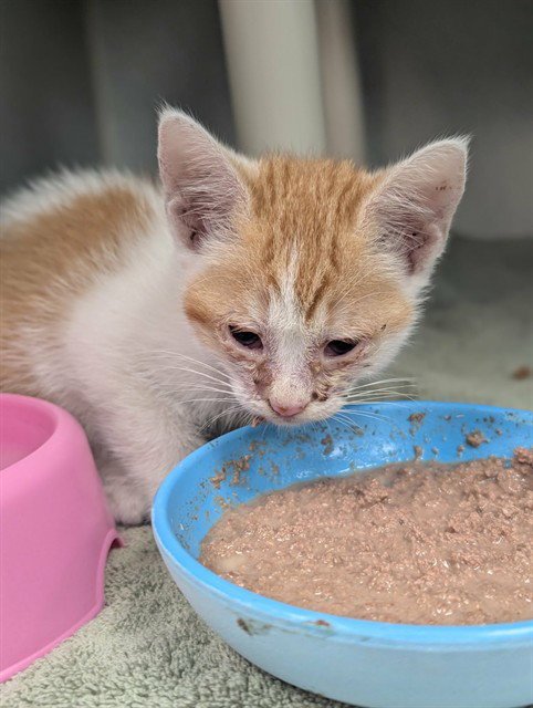 GINGER - Domestic Short Hair available for adoption