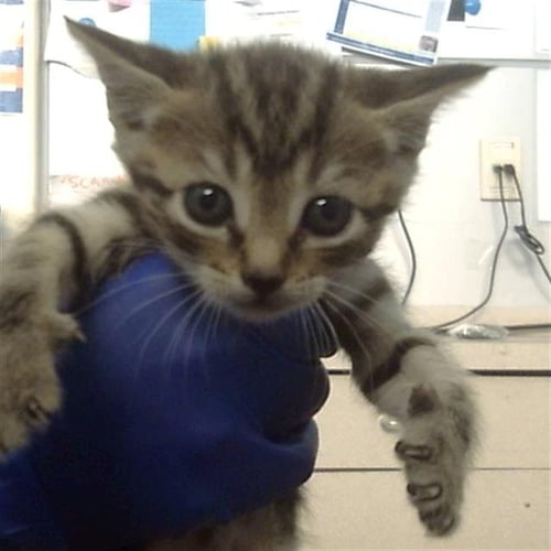 JOY - Domestic Short Hair available for adoption