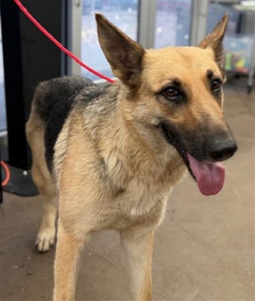 KEIRA - German Shepherd Dog available for adoption