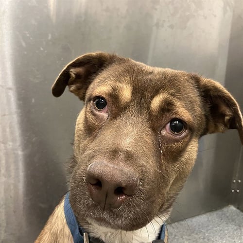 PETER - Pit Bull Terrier for adoption in Irving