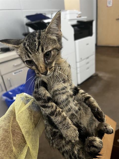 ARES - Domestic Medium Hair available for adoption