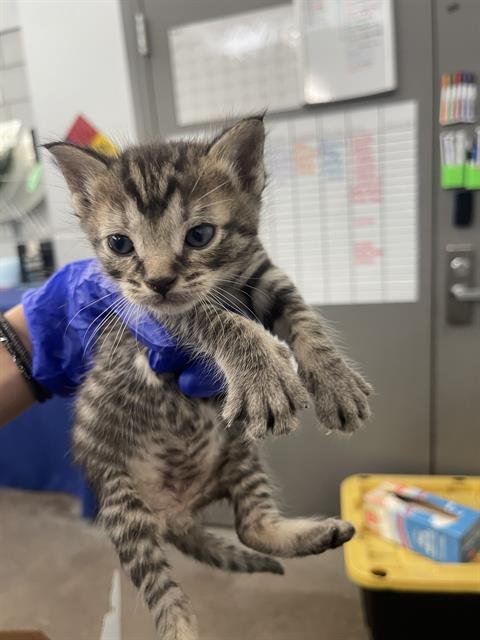 LEVI - Domestic Short Hair available for adoption
