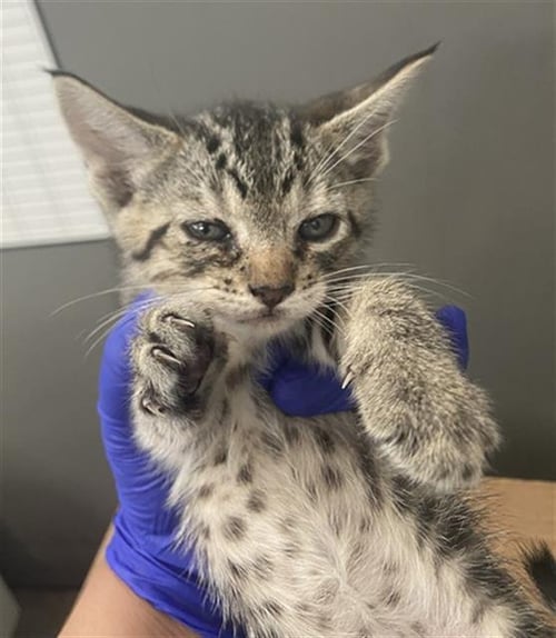 DAISY - Domestic Short Hair available for adoption