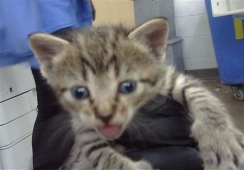 ASH - Domestic Short Hair available for adoption