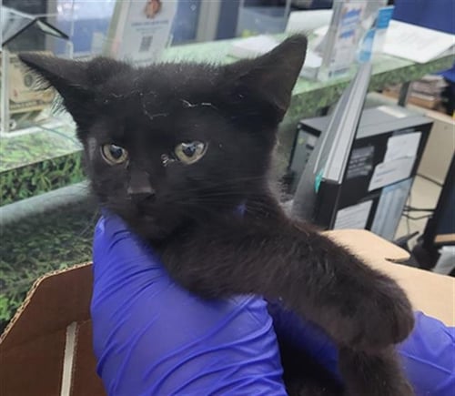 SALEM - Domestic Short Hair available for adoption