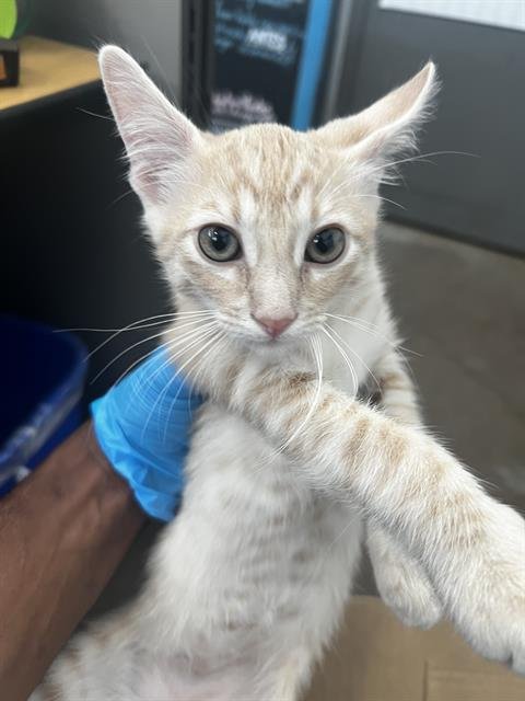 PEPPER - Domestic Medium Hair available for adoption