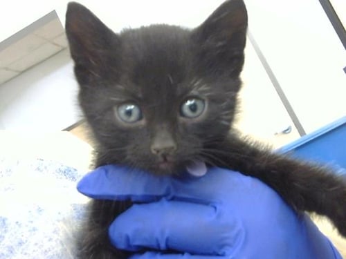 UNI - Domestic Long Hair available for adoption