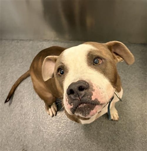 VALENTINE - Pit Bull Terrier available for adoption
